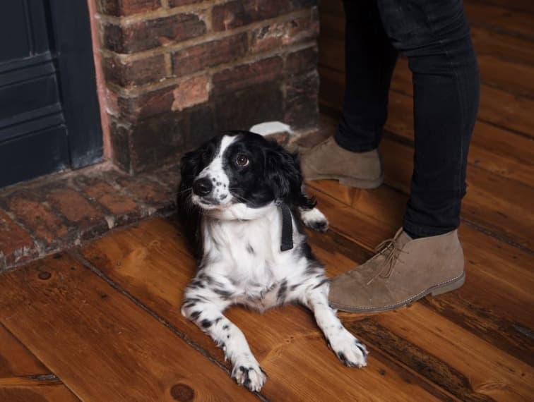 Cover Image for Dog friendly dining at The Queen’s Head
